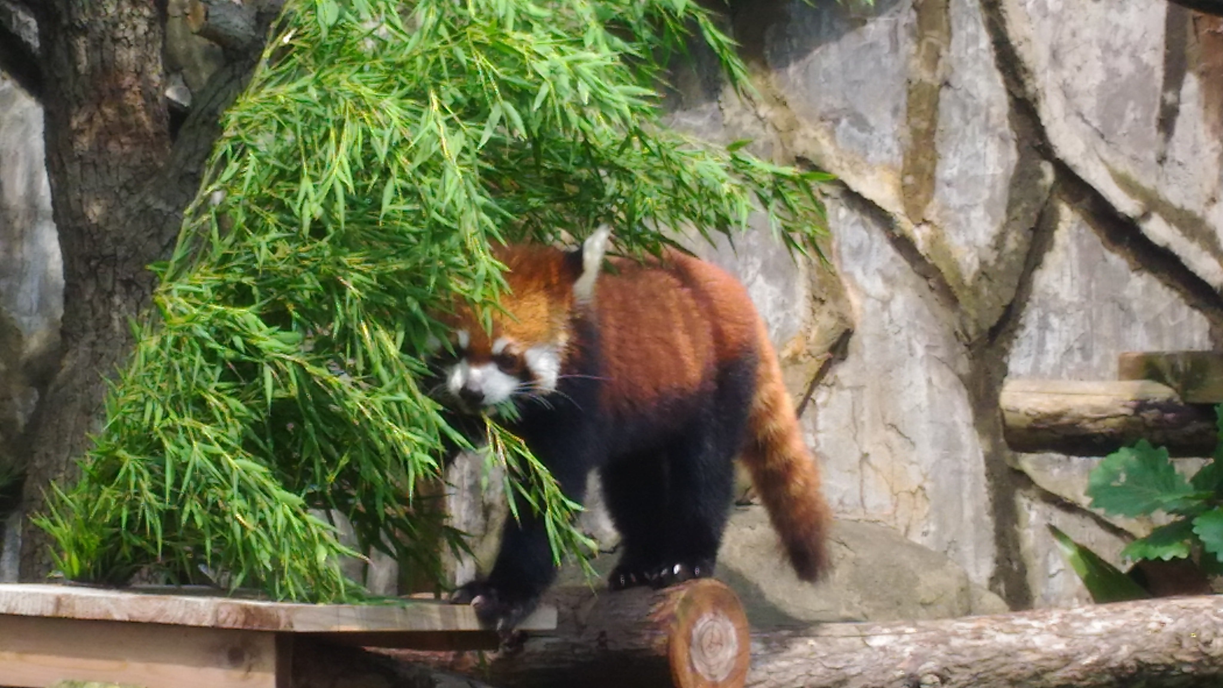野毛山動物園(のげやまどうぶつえん)