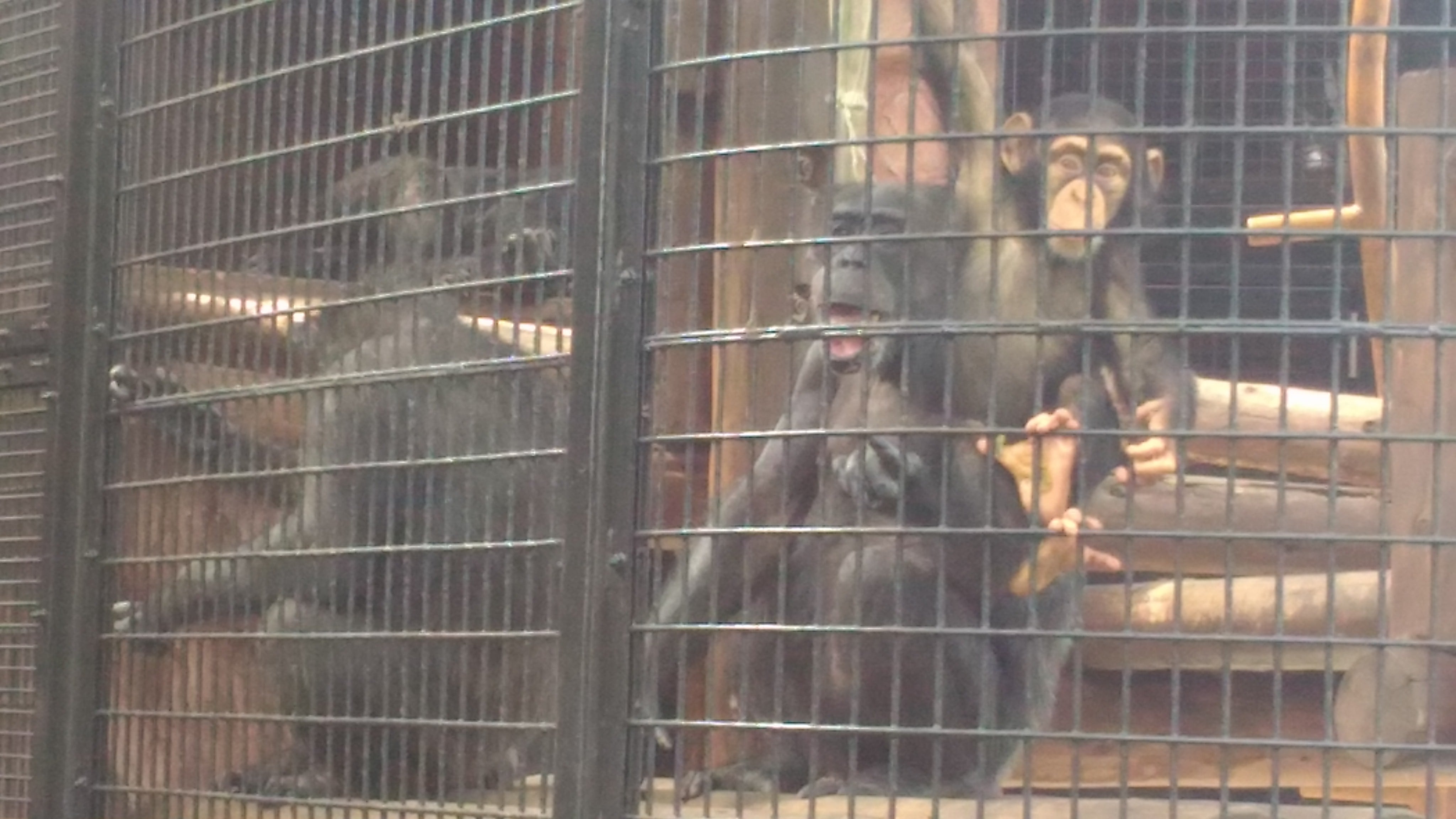 野毛山動物園(のげやまどうぶつえん)